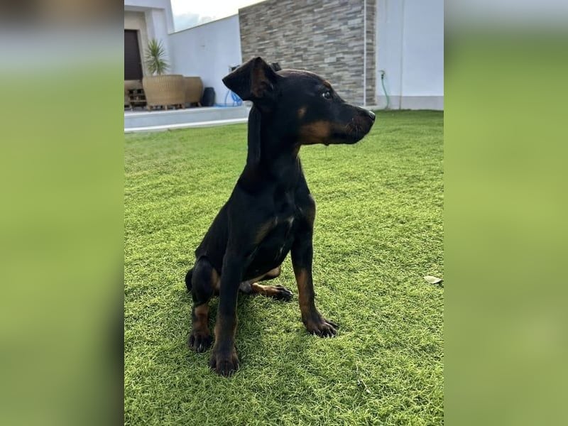 Pluto, freundlich offen und sozial