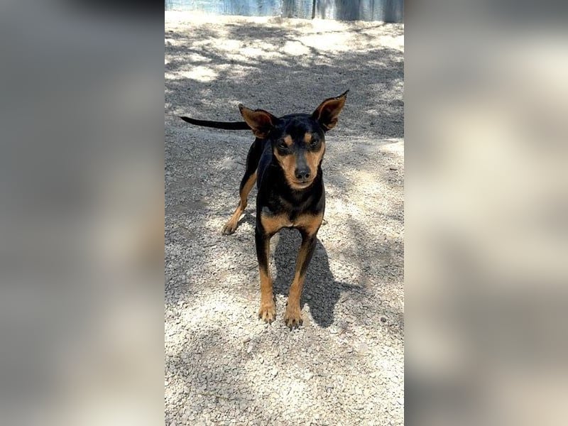 Raspa, muss noch Vertrauen fassen