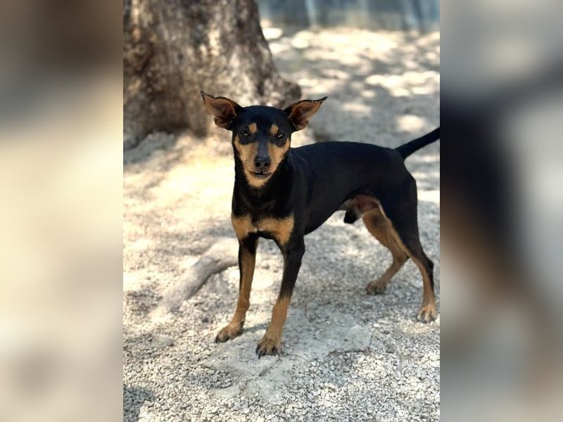 Raspa, muss noch Vertrauen fassen