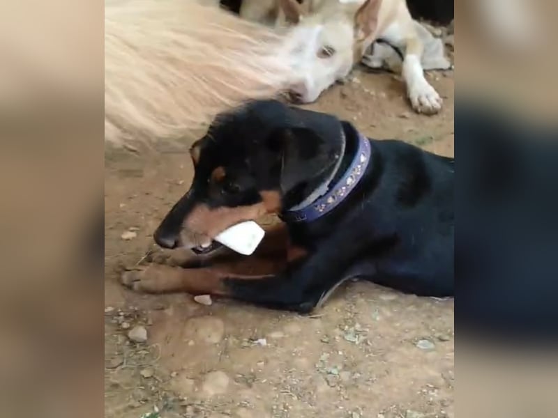 Rosquito, aufgeweckt und freundlich