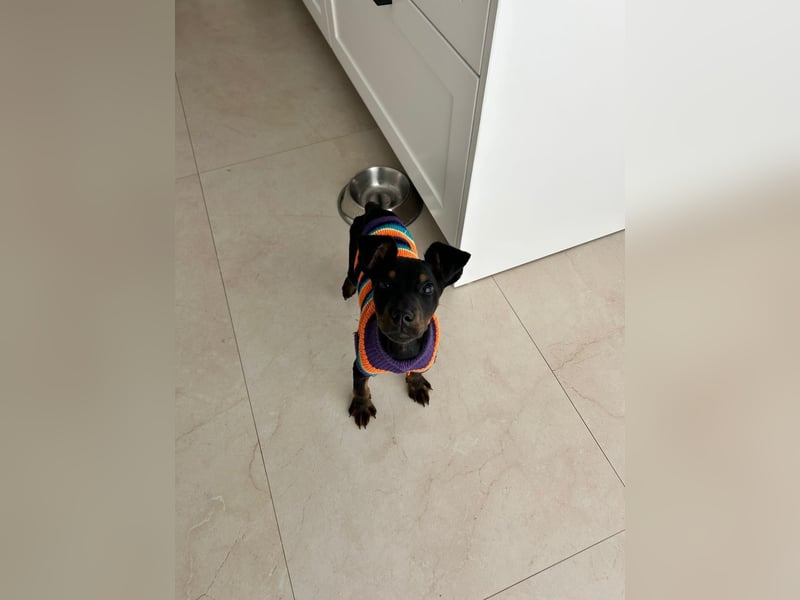 Pluto, aufmerksam und zuckersüß