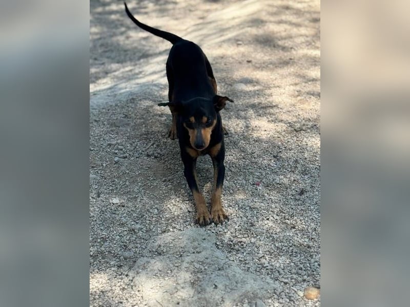 Raspa, muss noch Vertrauen fassen