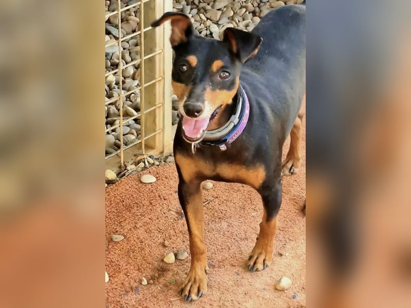 Rosquito, aufgeweckt und freundlich