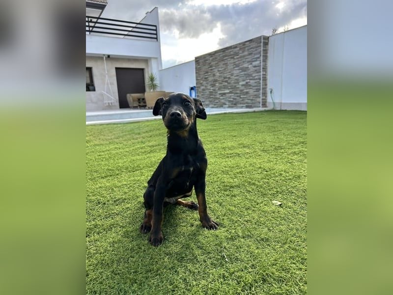 Pluto, freundlich offen und sozial