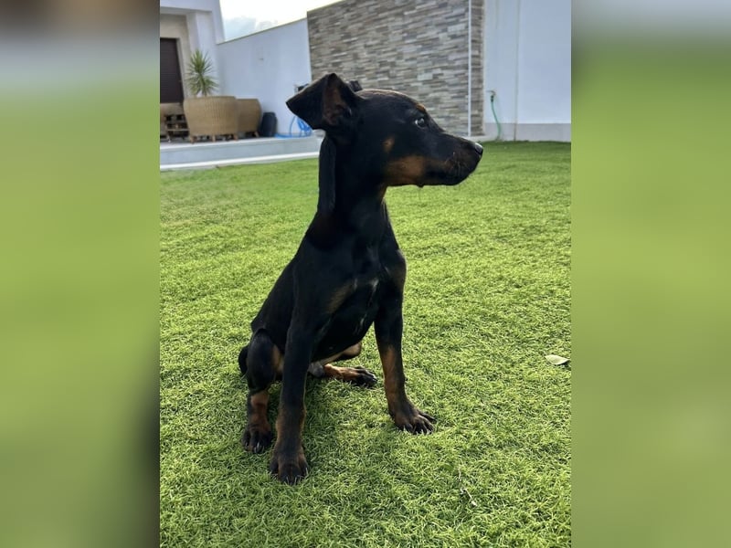 Pluto, aufmerksam und zuckersüß