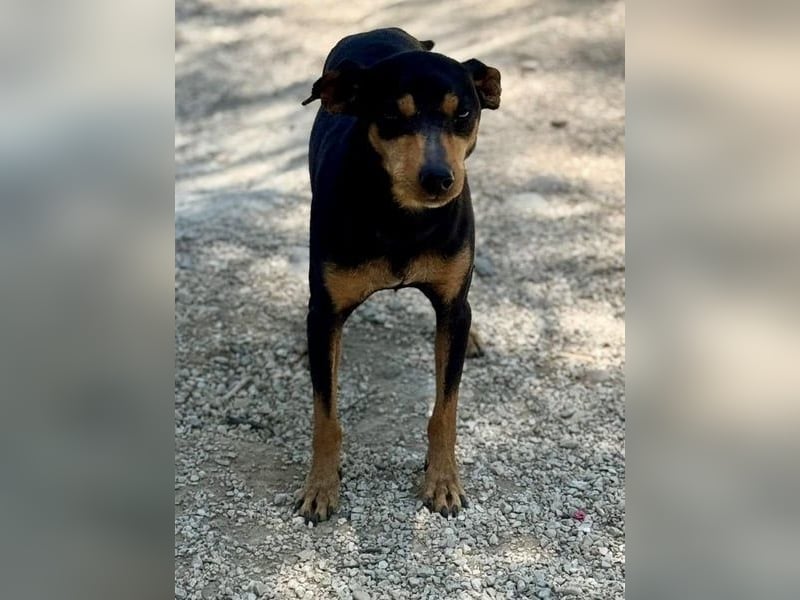 Raspa, muss noch Vertrauen fassen