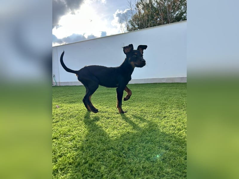 Pluto, aufmerksam und zuckersüß