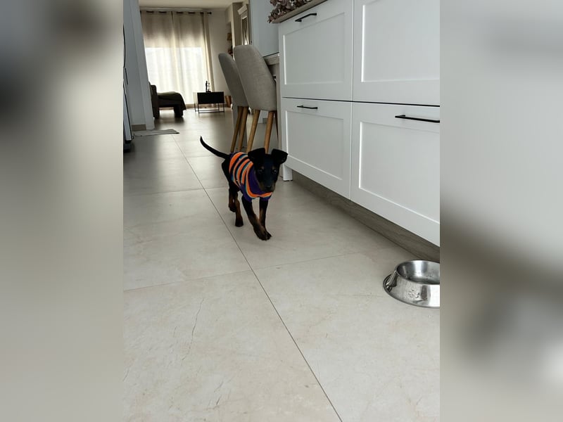 Pluto, aufmerksam und zuckersüß