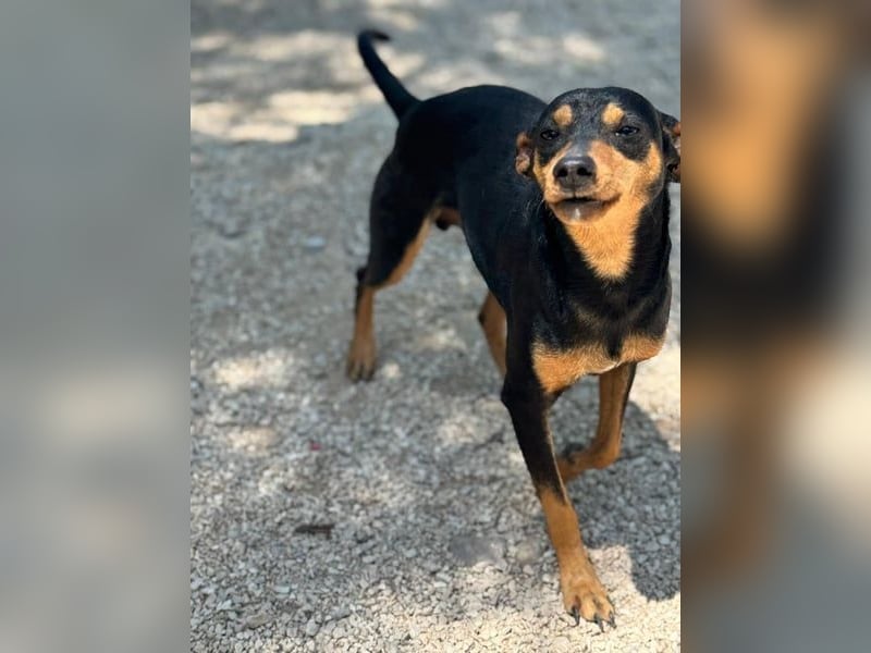 Raspa, muss noch Vertrauen fassen