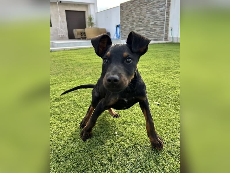 Pluto, freundlich offen und sozial