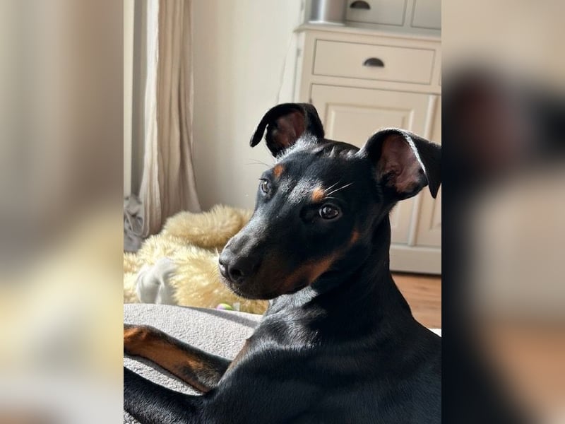 Henry - kleiner Pinscher-Rüde mit großem Herz und klugem Köpfchen sucht aktive Menschen