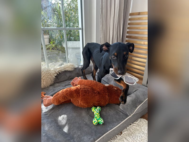 Henry - kleiner Pinscher-Rüde mit großem Herz und klugem Köpfchen sucht aktive Menschen