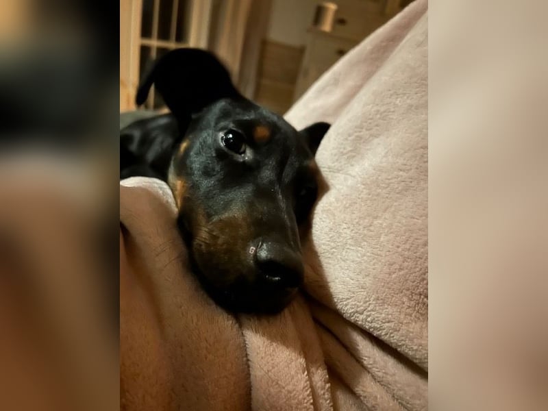 Henry - kleiner Pinscher-Rüde mit großem Herz und klugem Köpfchen sucht aktive Menschen