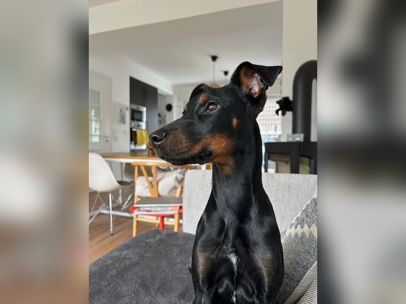 Henry - kleiner Pinscher-Rüde mit großem Herz und klugem Köpfchen sucht aktive Menschen