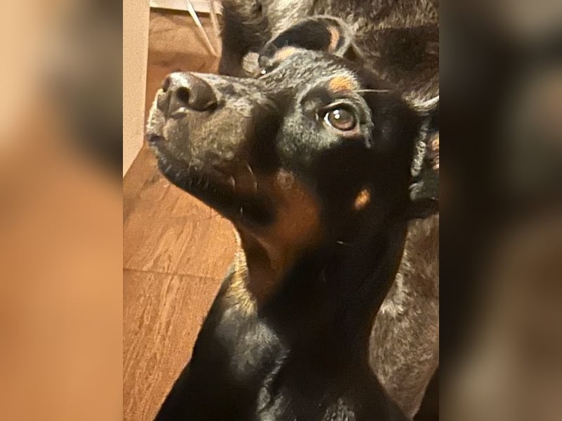 Henry - kleiner Pinscher-Rüde mit großem Herz und klugem Köpfchen sucht aktive Menschen