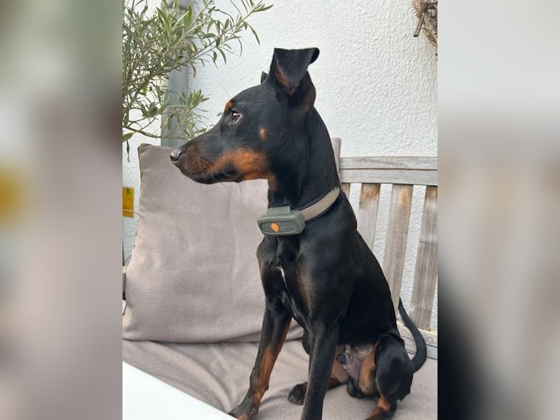 Henry - kleiner Pinscher-Rüde mit großem Herz und klugem Köpfchen sucht aktive Menschen