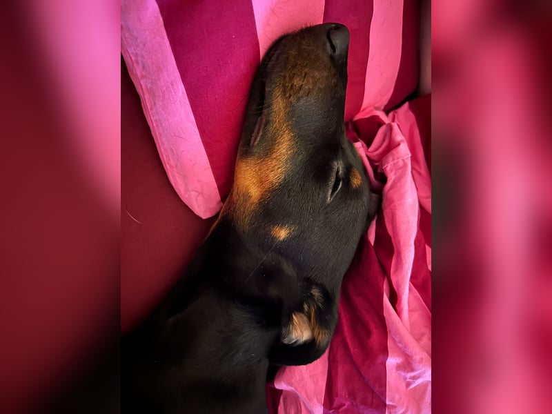 Henry - kleiner Pinscher-Rüde mit großem Herz und klugem Köpfchen sucht aktive Menschen