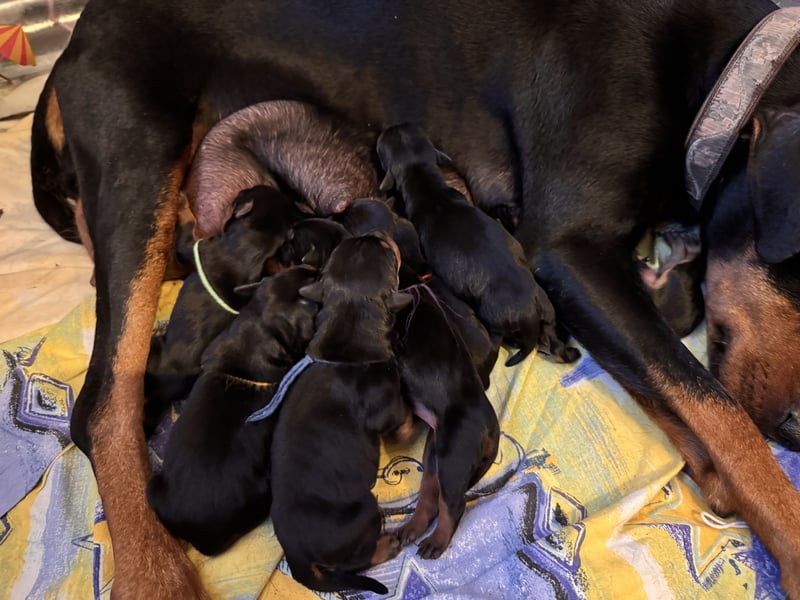 Deutsche Pinscher Welpen