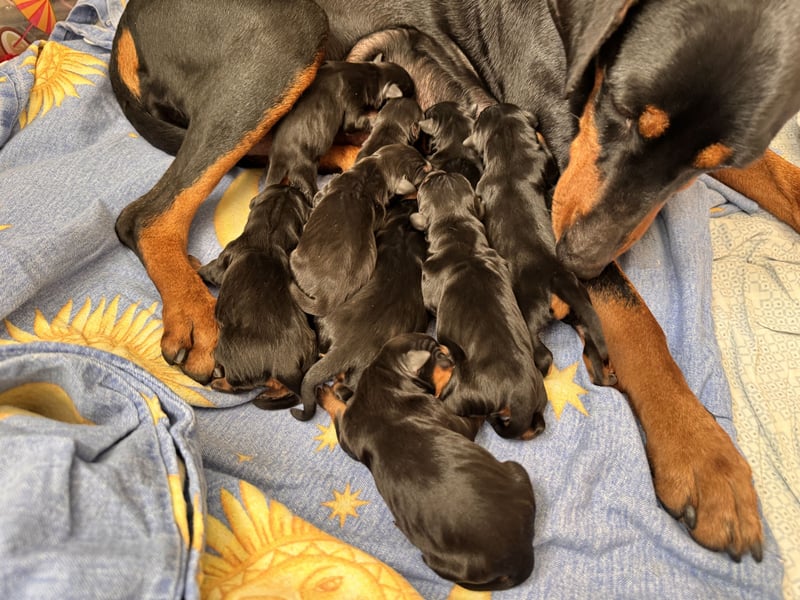Deutsche Pinscher Welpen