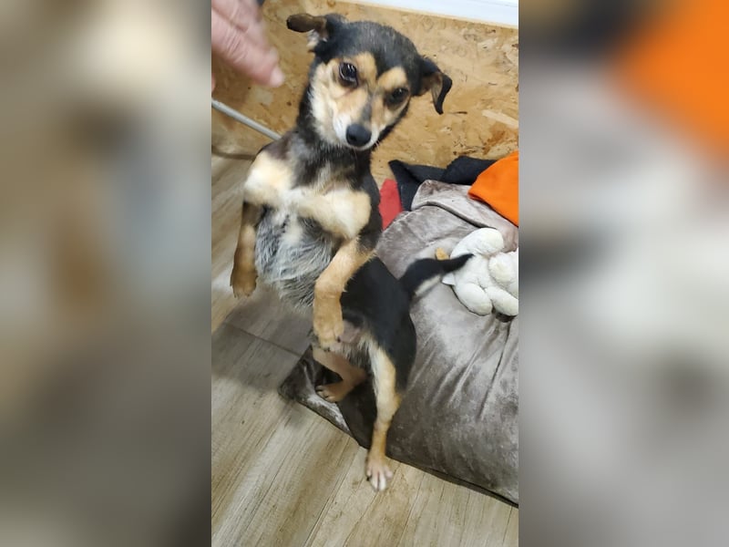 Lino, kleiner Pinscher