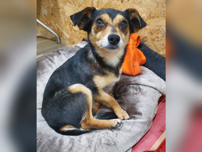 Lino, kleiner Pinscher