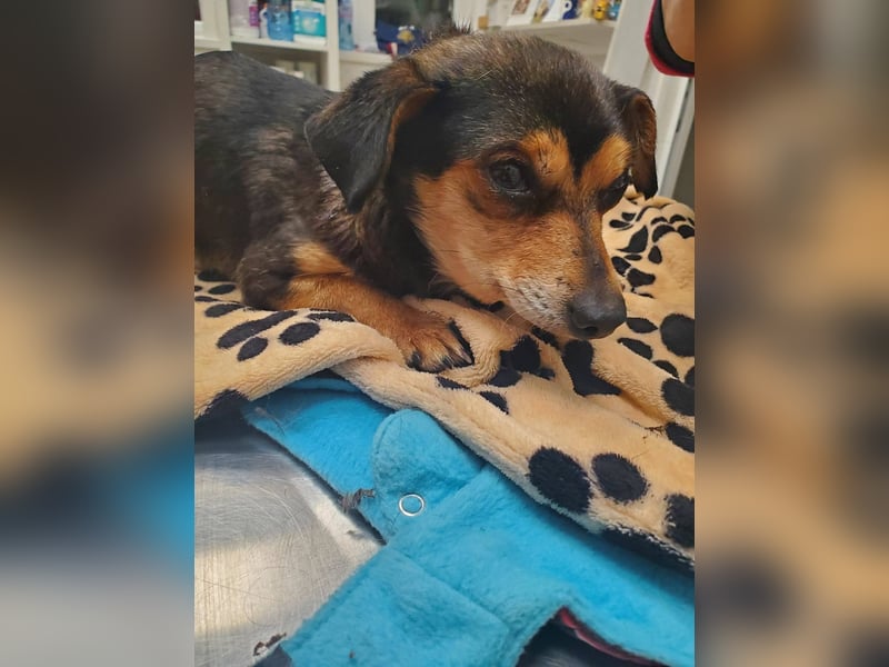 Lino, kleiner Pinscher