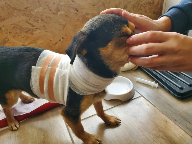 Lino, kleiner Pinscher