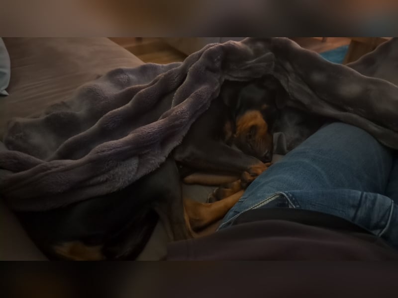 Deutsche Pinscher Hündin 3 3/4 Jahre