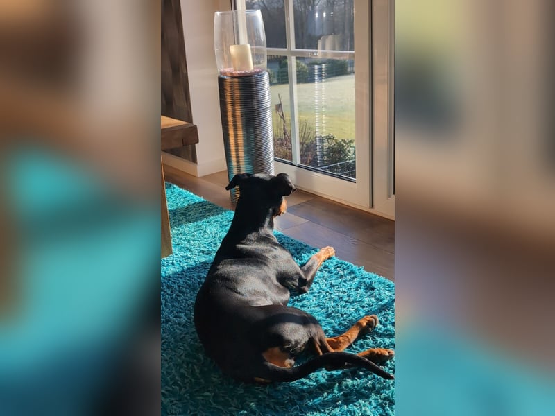 Deutsche Pinscher Hündin 3 3/4 Jahre