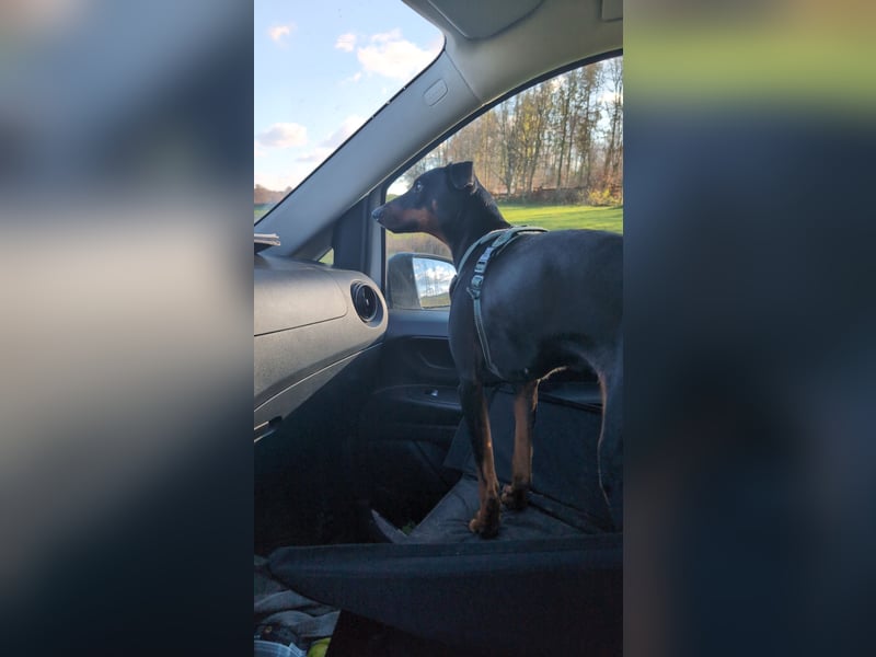 Deutsche Pinscher Hündin 3 3/4 Jahre