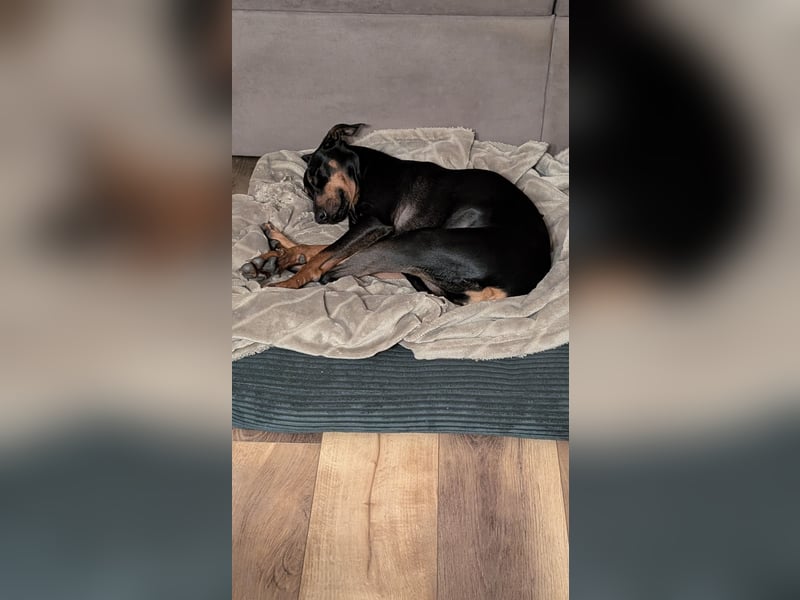 Deutsche Pinscher Hündin 3 3/4 Jahre