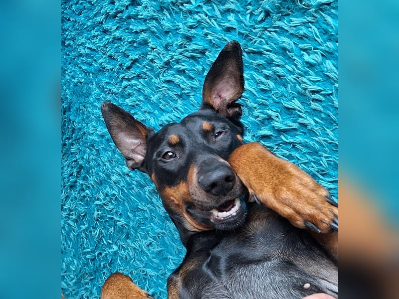 Deutsche Pinscher Hündin 3 3/4 Jahre