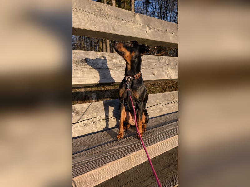 Deutsche Pinscher Hündin 3 3/4 Jahre