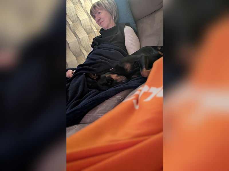 Deutsche Pinscher Hündin 3 3/4 Jahre