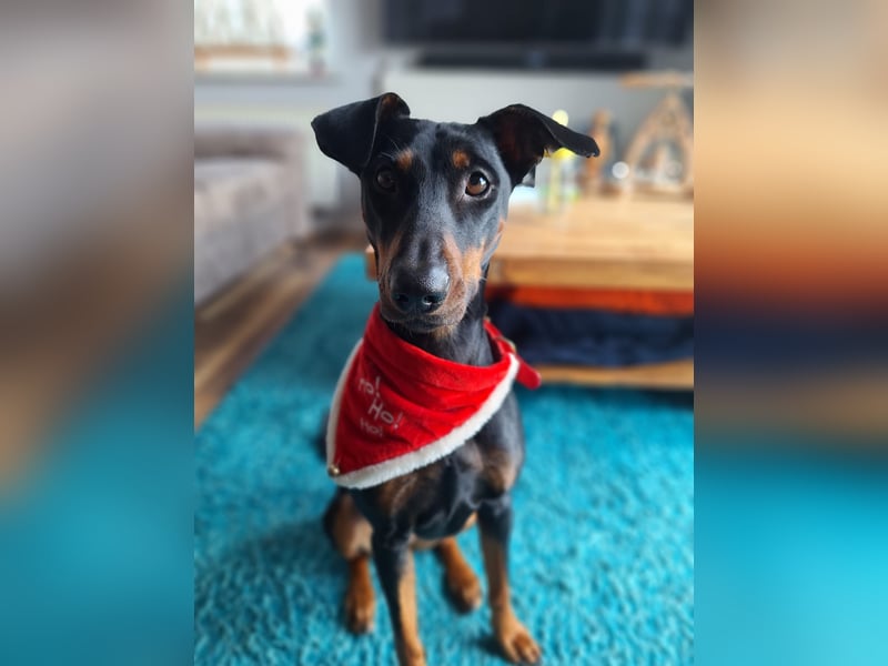 Deutsche Pinscher Hündin 3 3/4 Jahre