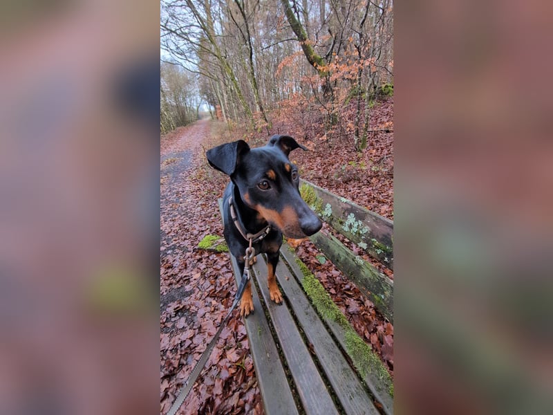 Deutsche Pinscher Hündin 3 3/4 Jahre