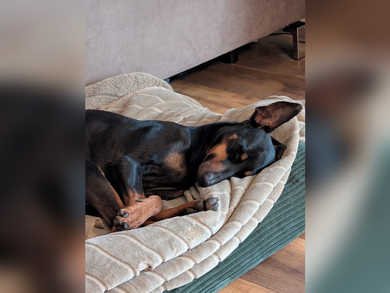 Deutsche Pinscher Hündin 3 3/4 Jahre