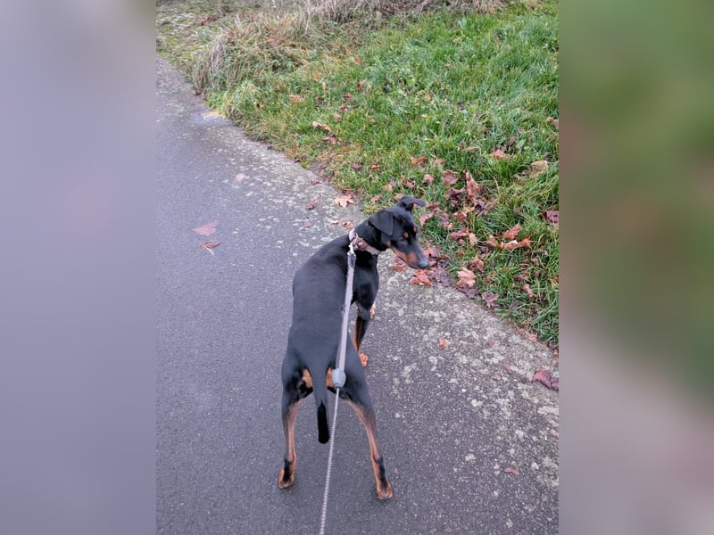 Deutsche Pinscher Hündin 3 3/4 Jahre