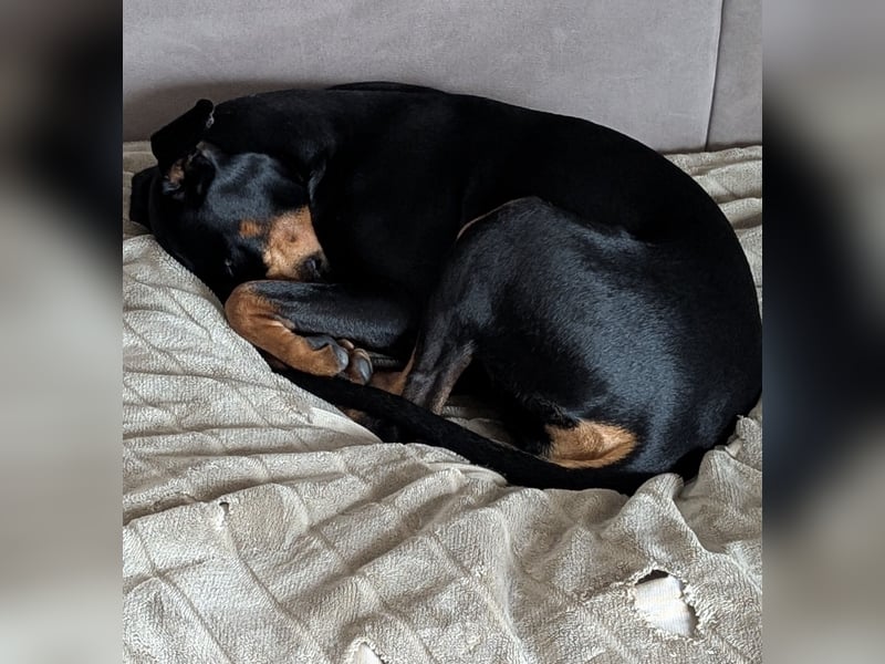 Deutsche Pinscher Hündin 3 3/4 Jahre