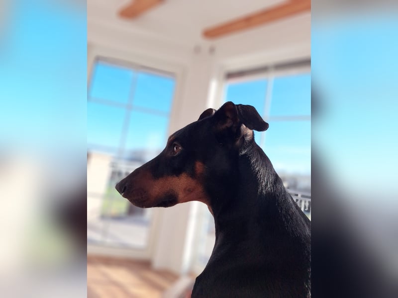 Deutsche Pinscher Hündin 3 3/4 Jahre