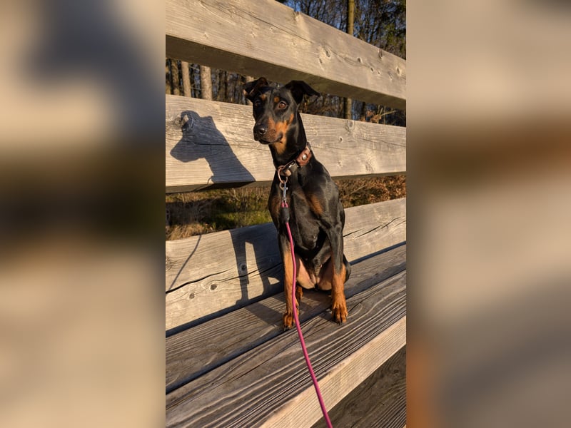 Deutsche Pinscher Hündin 3 3/4 Jahre