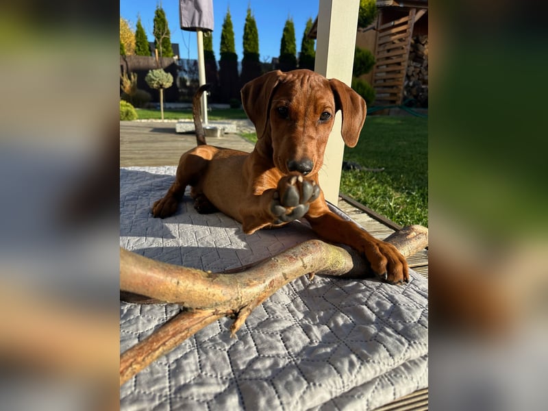 Deutscher Pinscher Welpen aus dem Haus ,,Cava Land" FCI Zucht