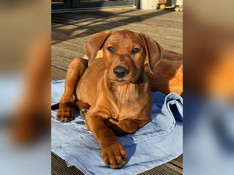 Deutscher Pinscher Welpen aus dem Haus ,,Cava Land" FCI Zucht