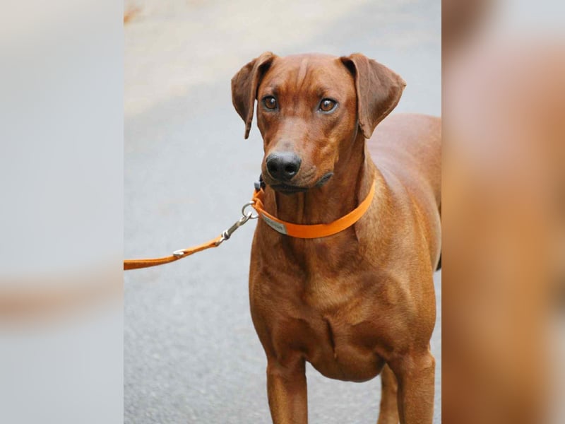 Deutscher Pinscher Welpen aus dem Haus ,,Cava Land" FCI Zucht