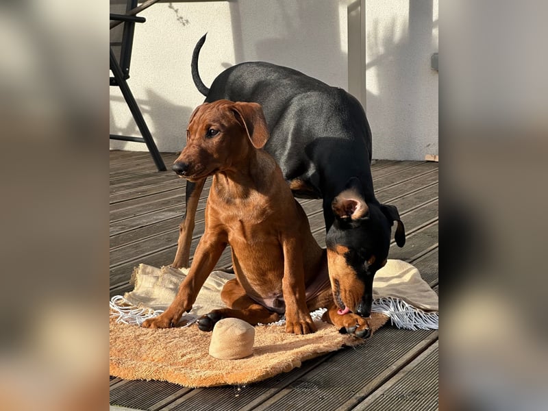Deutscher Pinscher Welpen aus dem Haus ,,Cava Land" FCI Zucht