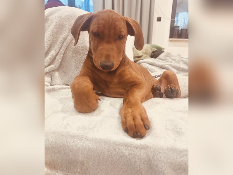 Deutscher Pinscher Welpen aus dem Haus ,,Cava Land" FCI Zucht