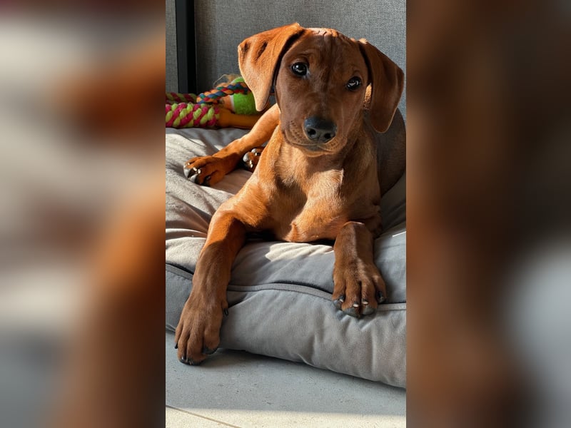 Deutscher Pinscher Welpen aus dem Haus ,,Cava Land" FCI Zucht