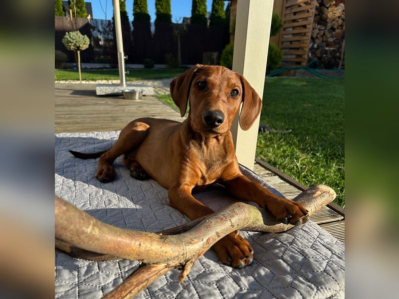 Deutscher Pinscher Welpen aus dem Haus ,,Cava Land" FCI Zucht