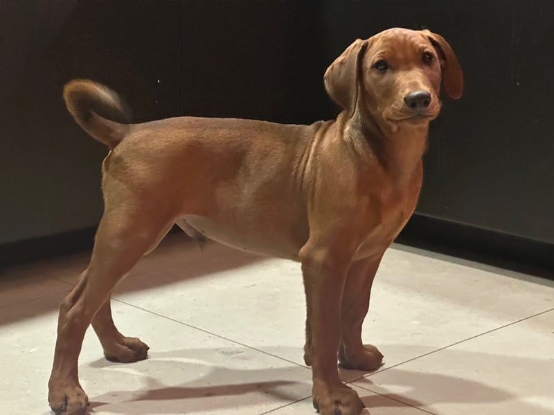 Deutscher Pinscher Welpen aus dem Haus ,,Cava Land" FCI Zucht