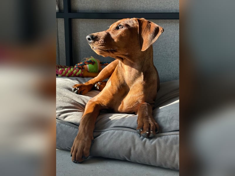 Deutscher Pinscher Welpen aus dem Haus ,,Cava Land" FCI Zucht